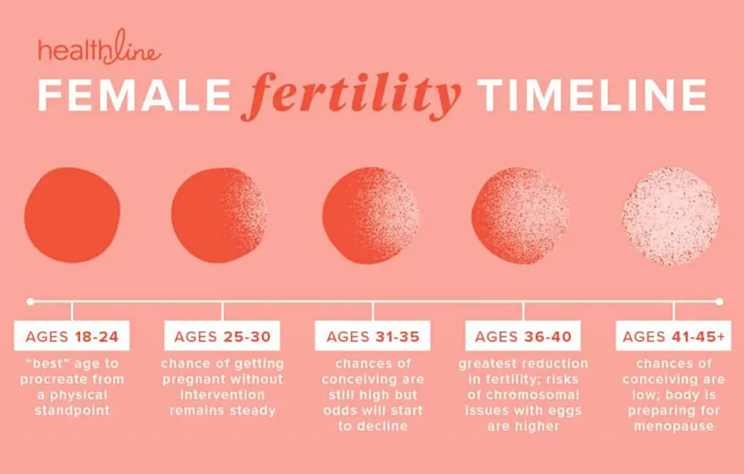female fertility timeline